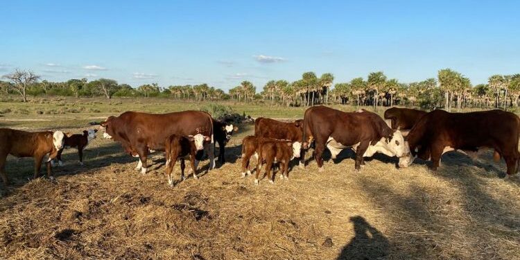 Se complica la ganadería de cría en el NEA