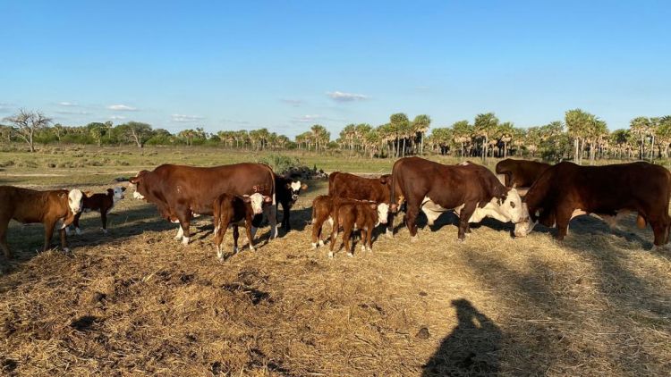 Se complica la ganadería de cría en el NEA