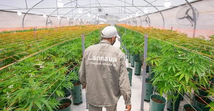 La ANMAT habilitó la primera planta de producción de cannabis