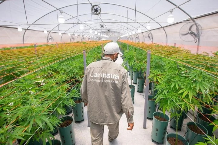 La ANMAT habilitó la primera planta de producción de cannabis
