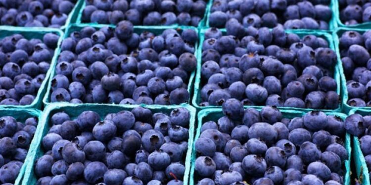 El arándano pierde cada vez más competitividad por el atraso cambiario