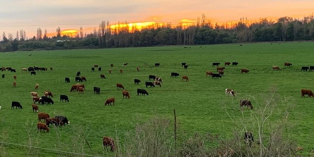 Nueva Zelanda busca cobrar un «impuestazo» al campo por las emisiones de GEI