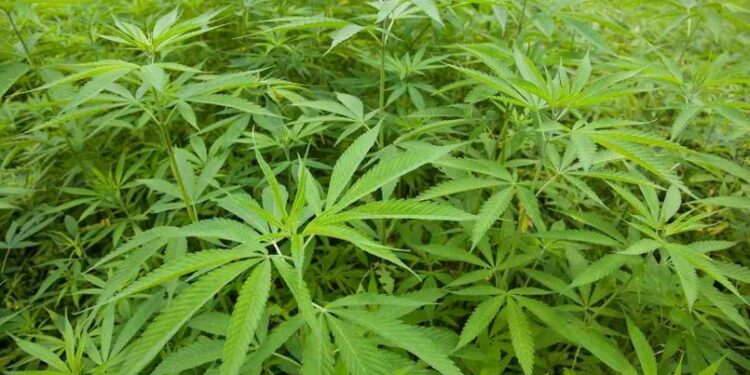 Hoy comienza el 1° encuentro interinstitucional para el desarrollo del cannabis y cáñamo industrial