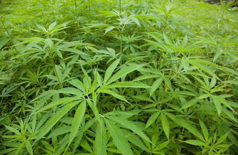 Hoy comienza el 1° encuentro interinstitucional para el desarrollo del cannabis y cáñamo industrial