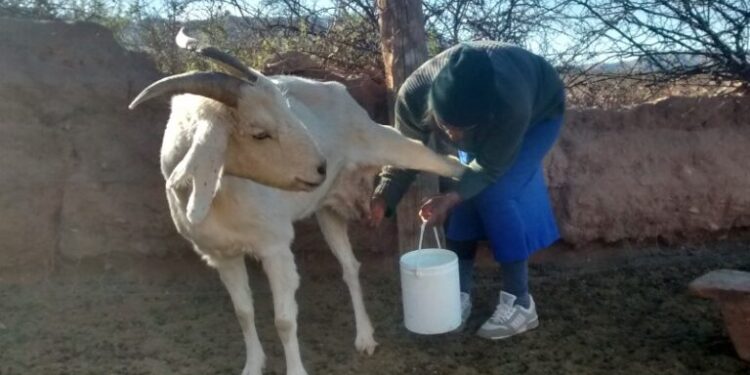 Estudian la microbiota de Salta para hacer quesos con identificación territotorial