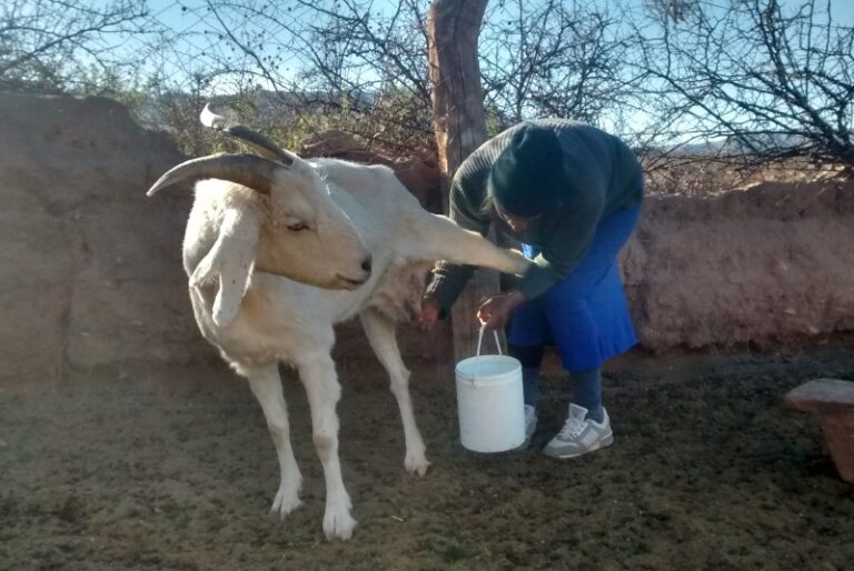 Estudian la microbiota de Salta para hacer quesos con identificación territotorial
