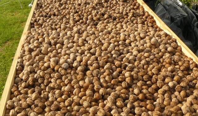 Son furor por su producción de nueces y hortalizas orgánicas