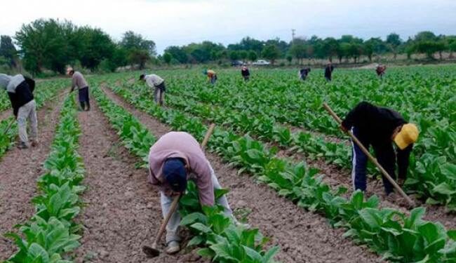 El lunes comienza el pago de la Caja verde a tabacaleros