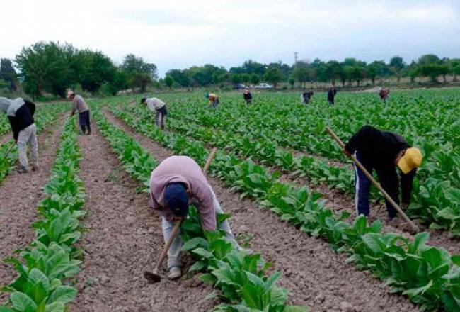 El lunes comienza el pago de la Caja verde a tabacaleros