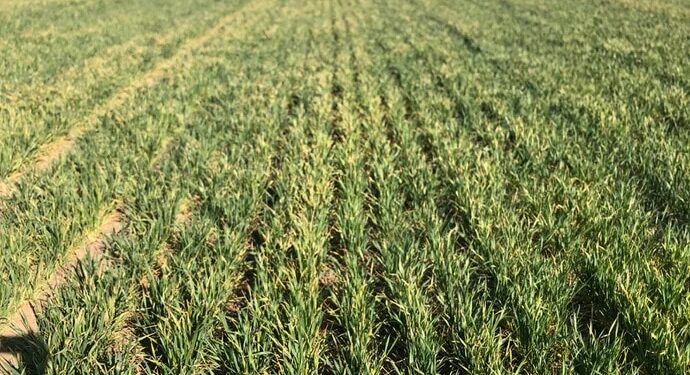 Estiman que las pérdidas de trigo por sequía llegan a las 130.000 hectáreas y la cifra seguirá ascendiendo
