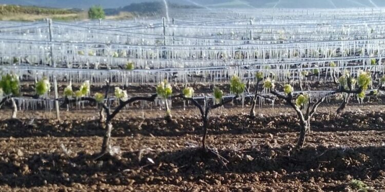 Se declaró la emergencia agropecuaria en Mendoza