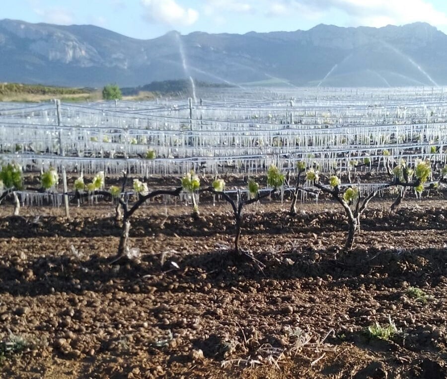 Se declaró la emergencia agropecuaria en Mendoza