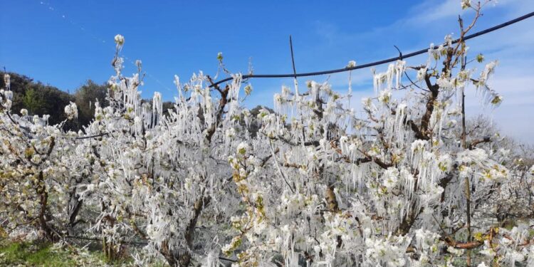 Por las heladas piden la emergencia agropecuaria para Río Negro y Neuquén