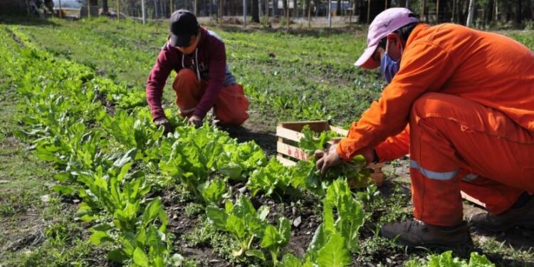 El complejo ecoproductivo de Tafí Viejo suma la producción de hortalizas agroecológicas
