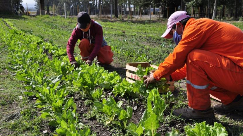 El complejo ecoproductivo de Tafí Viejo suma la producción de hortalizas agroecológicas