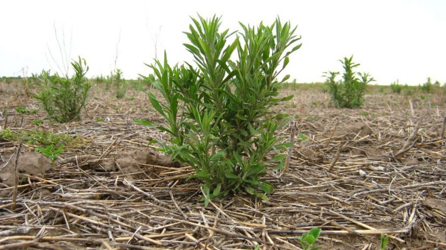 Recomendaciones para el uso de herbicidas preemergentes en épocas de sequía