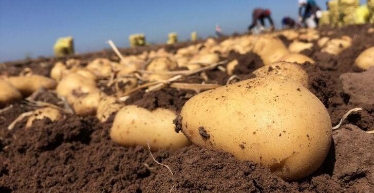 Por la sequía y heladas advierten aumentos en el precio de la papa