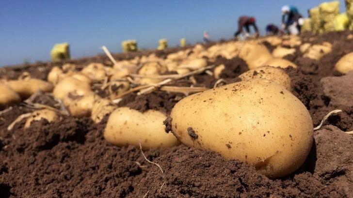 Por la sequía y heladas advierten aumentos en el precio de la papa