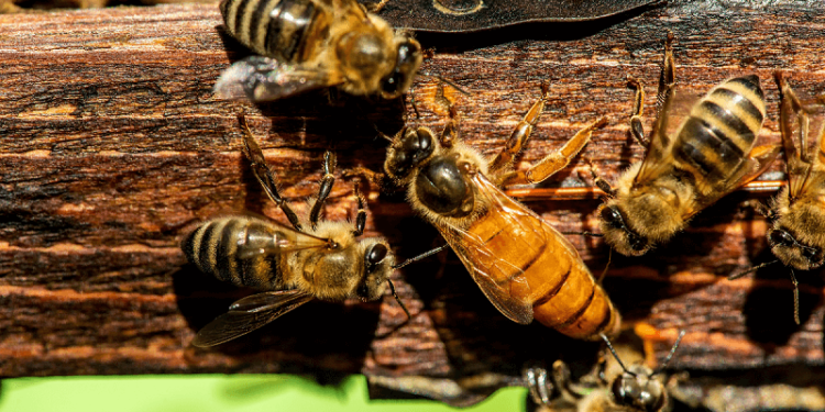 Las abejas reinas podrán viajar seguras por correo