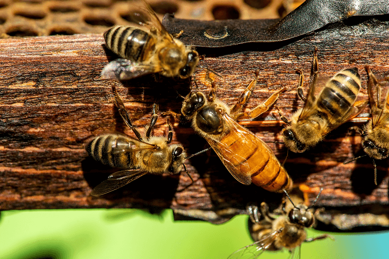 Las abejas reinas podrán viajar seguras por correo