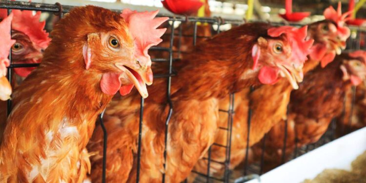Crecen los casos de inlfuenza aviar en América Latina