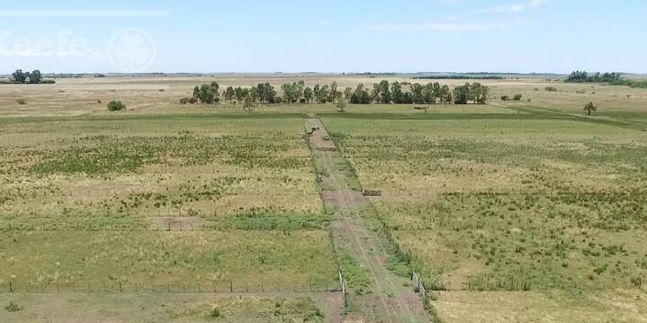 Mercado inmobiliario rural: un campo argentino vale la mitad que uno en Uruguay