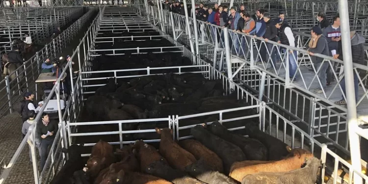 Los precios del novillito y vaquillona caen en el mercado central