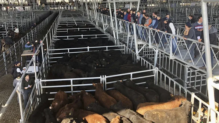 Los precios del novillito y vaquillona caen en el mercado central