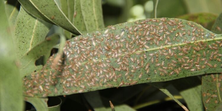 Desarrollan un bioproducto para controlar una plaga en eucalipto
