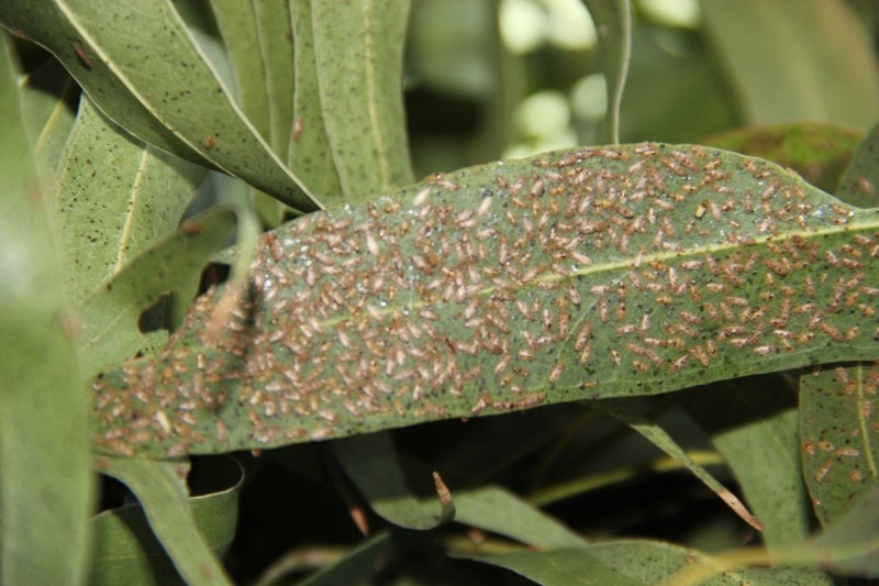 Desarrollan un bioproducto para controlar una plaga en eucalipto