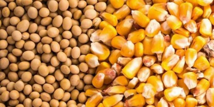 Crean una aplicación para controlar los granos durante el almacenamiento