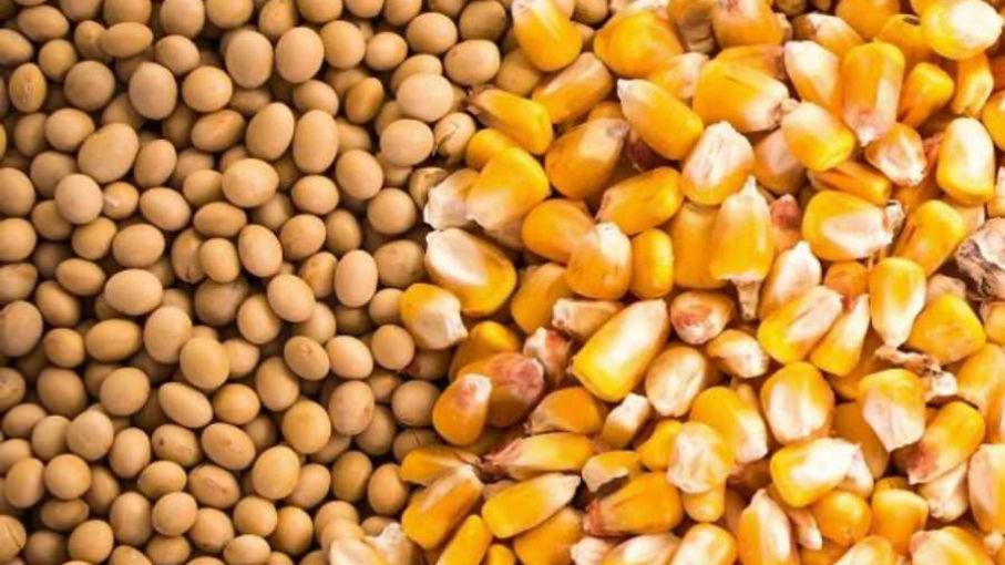 Crean una aplicación para controlar los granos durante el almacenamiento