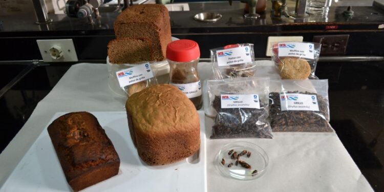 El INTA evalúa el uso de insectos como fuente alternativa de alimentación