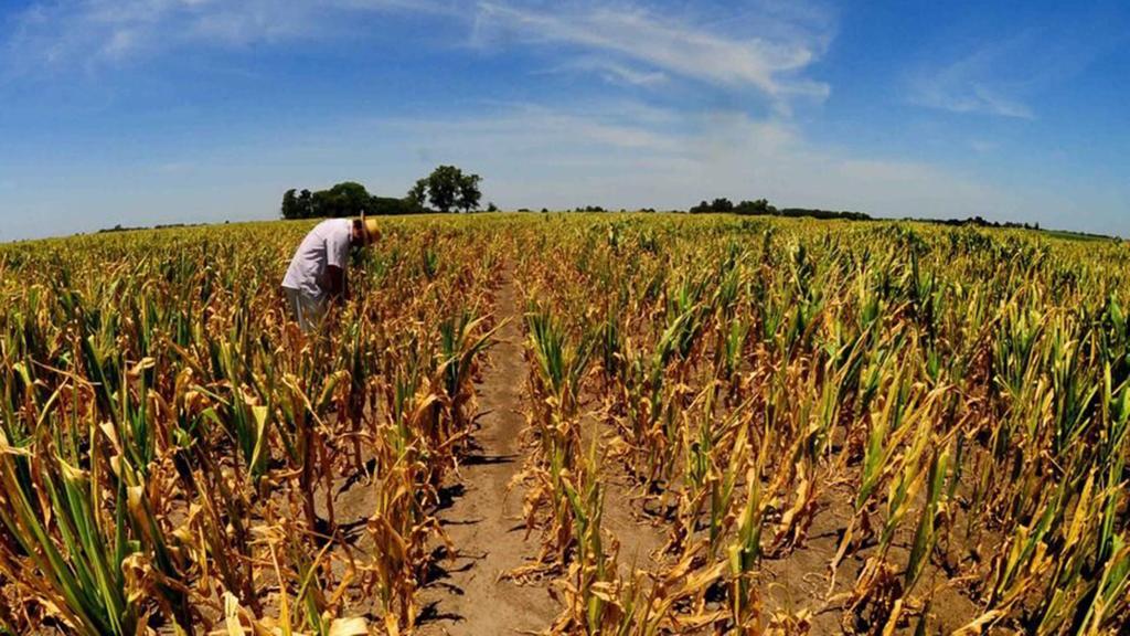 La sequía no da tregua al campo
