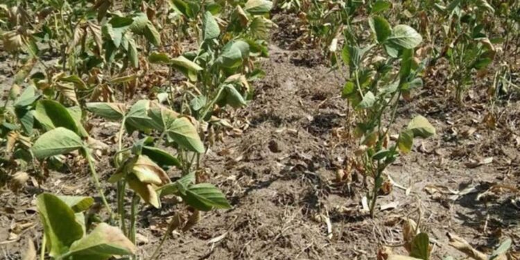 Tucumán: las lluvias siguen sin ser suficientes para la soja