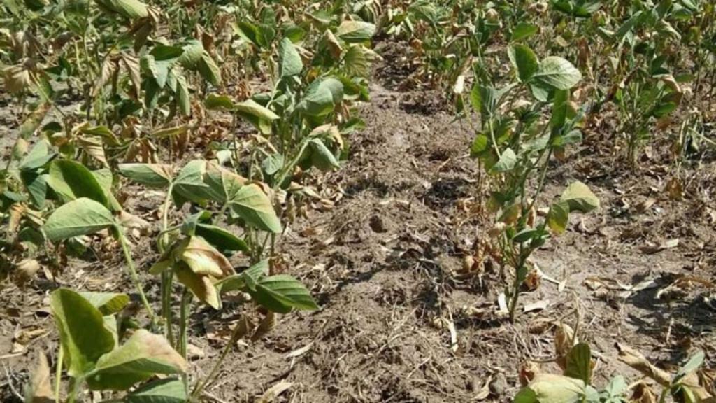 Tucumán: las lluvias siguen sin ser suficientes para la soja