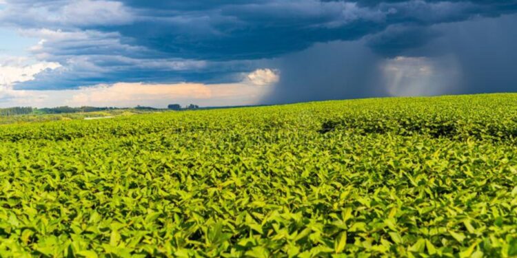 Lluvias en gran parte de la región productiva del país: un gran alivio en medio de la sequía