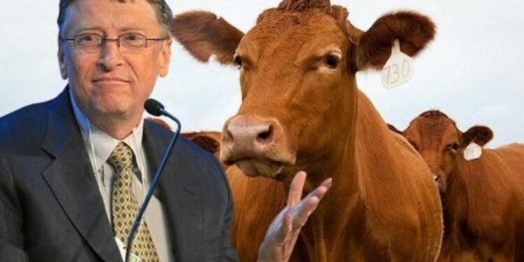 Bill Gates: su nueva apuesta millonaria que busca revolucionar la industria ganadera.