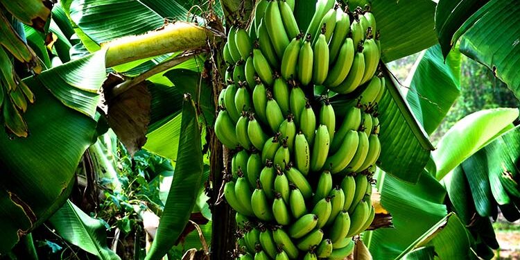 Estiman que la producción de bananas caerá un 70%