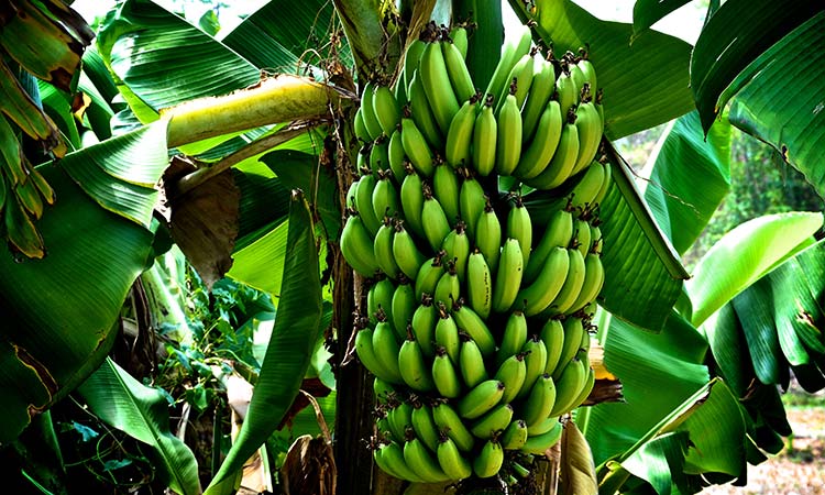 Estiman que la producción de bananas caerá un 70%