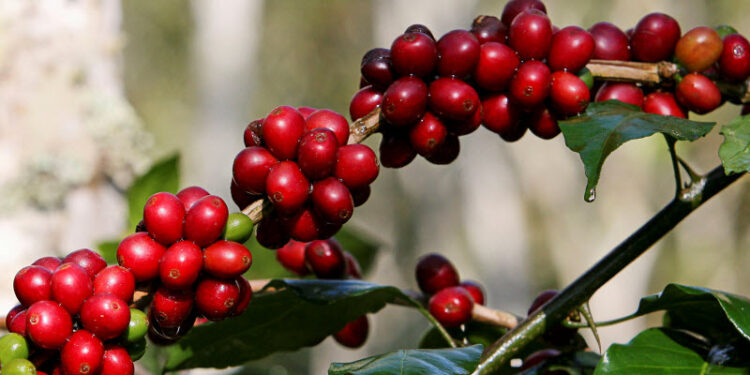 ¿Qué pasará con la producción de café en el mundo?