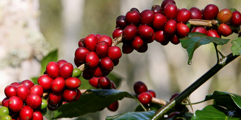 ¿Qué pasará con la producción de café en el mundo?