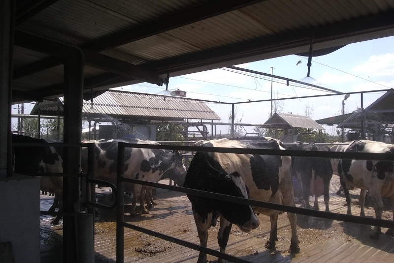 El sistema de ventilación-aspersión en vacas como prevención del estrés térmico