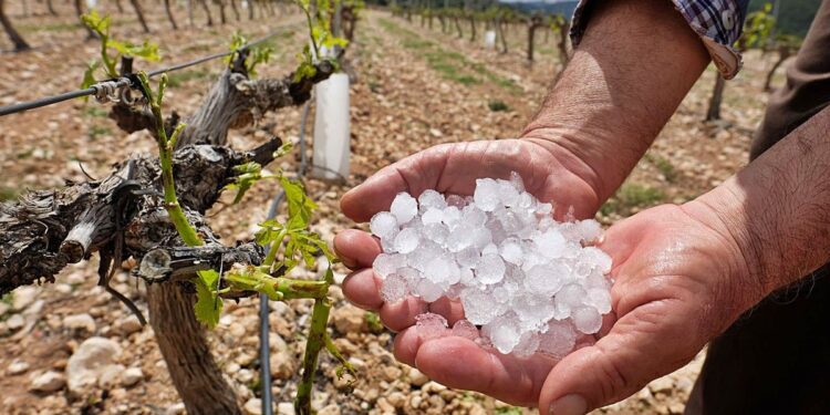 Una fuerte caída de granizo destruyó viñedos en Mendoza