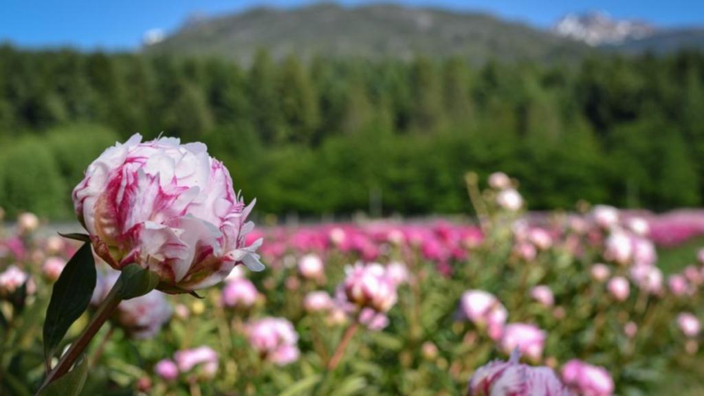 Flores ornamentales de Argentina al mundo