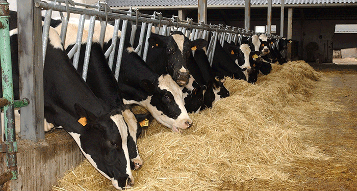 España prohibe la apertura de tambos con más de 850 vacas