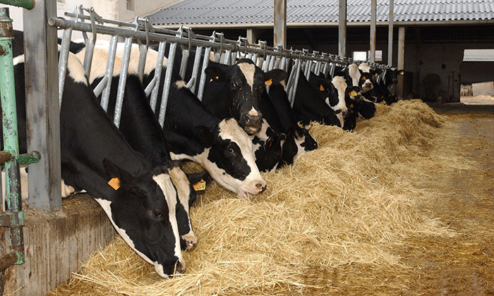 España prohibe la apertura de tambos con más de 850 vacas