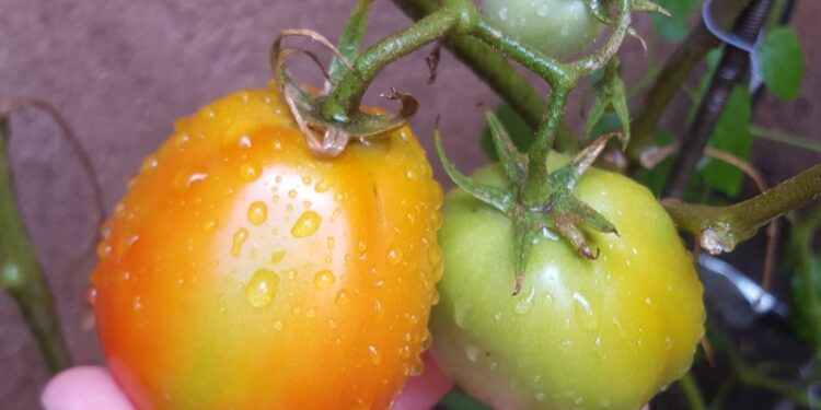 Instrucciones para preparar plaguicidas naturales y usar en la huerta