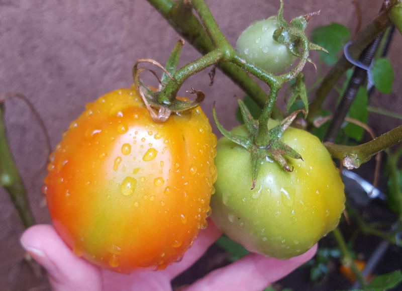 Instrucciones para preparar plaguicidas naturales y usar en la huerta
