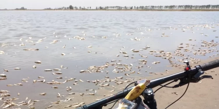 La sequía dejó miles de peces muertos en Santa Fe